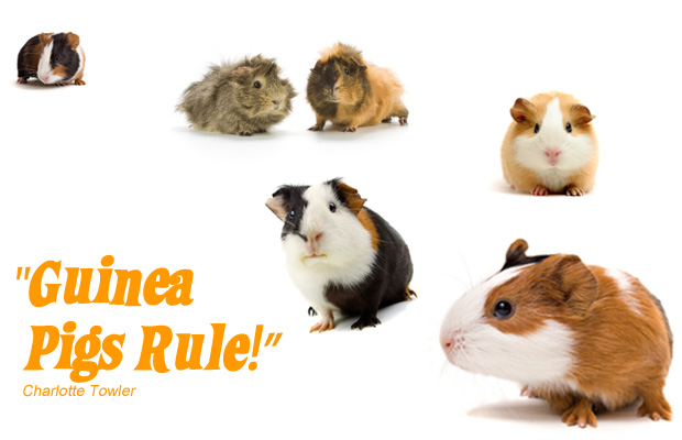 Pictures of cute guinea pigs